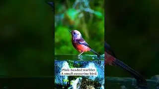 A small warbler of Highlands in Guatemala and Chiapas #shorts