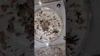 lasius enjoying a mealworm #ants #ant #bigheadedants #antlife #insects #nature #antsantics #bigant