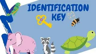 SIE 4 Identification Key