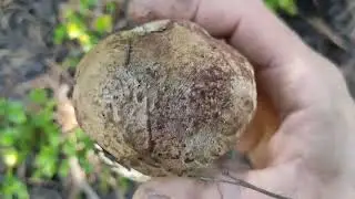 brotada de boletus espectacular