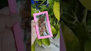 #bookmark #customization #diy #decoration #recycle #ideas #nature #flowers #kathgolap #viralreels