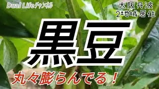 【自然任せ】DualLifeの野菜作り宿命