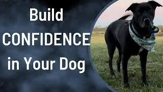 Why Positive Reinforcement BUILDS CONFIDENCE In Dogs (The Dog Training Crash Course)