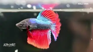 HALFMOON MALE BETTA #86 LOMWILD