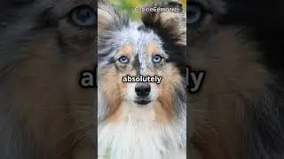 Shetland Sheepdog vs. Border Collie: Which Herding Breed is Best for You?