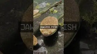 These Alien Like Animals Used To Exist on Earth