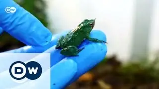 Chile: Saving Darwin's frog | Global 3000