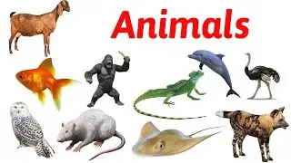 Animals Name | পশুর নাম | Learn Animals Name in English to Bengali | Toyshala 