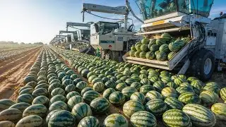 How Farmers Harvest Millions of Tons of Watermelon | Watermelon Production Process