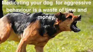 Medicating your dog for aggressive behaviour does not work