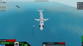dolphin showcase