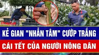 Bật khóc bên vườn hoa ly nát vụn: Kẻ gian 