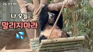 26.01.19 대나무를 엎고 뛰고🫢 처음보는 사랑이의 모습🤔