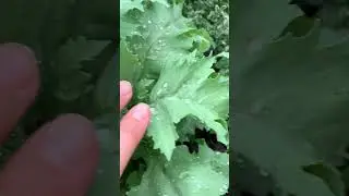 Декоративный мак #папавер #пионовидняймак #мойсад #июнь