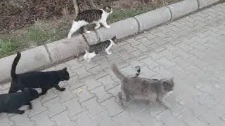 The poorest cat colony depends on me to bring them food to survive the winter.