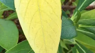 Paper Bush