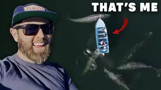 This Is The Best Whale Watching in the World.