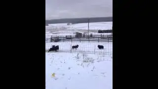 Soay rams fighting