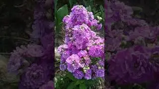 левкой цветёт после зимовки