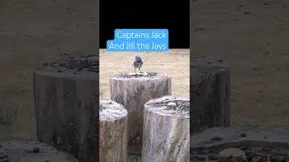 Blue Jays / Captains Jack and Jill Blue Jays - How many peanuts can one Blue Jay carry   #shorts