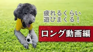 ボール遊び♯スタンダードプードル