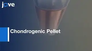 Chondrogenic Pellet formation from Stem Cells | Protocol Preview