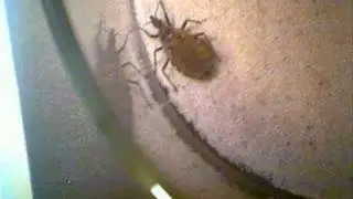 Comportamiento de camuflaje en P. geniculatus