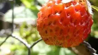 Strawberry - Fragaria - Jar&eth;aber  -  Matjurtir - &Iacute;slenskar Jar&eth;aberjapl&ouml;ntur&acute;