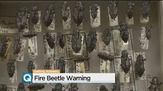 Beetles Attracted To Burned Trees Adding Onto Fire Aftermath Problems