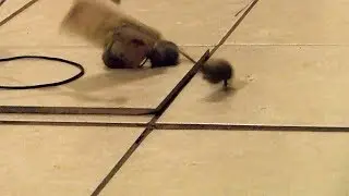 1 Mouse Trap Kills 3 Mice at the Same Time - Guess what happened!!!