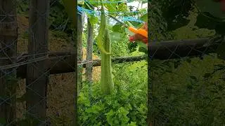 I am harvesting long ridge guard.. | 🌱💚🤗 #shorts #vegetablegarden #villagegardening #organicfarming