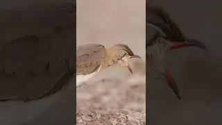 Pratincole scratching
