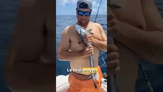Le pire poisson à ne surtout pas toucher ⚠️ #animaux #remora