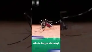 Is Dengue Fever Dangerous? | Dr. Pooja Murthy | Aster Whitefield Hospital