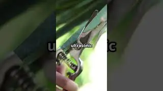 Do Plants Scream When Cut? | Plant Facts #Shorts