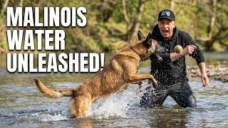 Malinois vs Water: Full Challenge Results