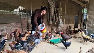 Тихое утро на небольшой сельской куриной ферме.
