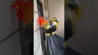 balon ayam dan bebek