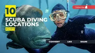 [2023] Egypt Dive Sites That Will Blow Your Mind: Our Top 10 Scuba Diving Locations