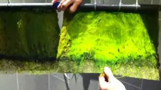 Algae screen