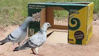 Unique Underground​ Pigeon Trap Make From Cardboard Box And Woods - Easy Method Quick Bird Trap
