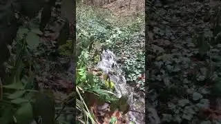 Hundetour im M&uuml;nstertal mit Onkel Fabse