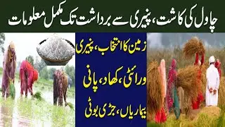 Rice Cultivation Process In Pakistan | Step By Step Learning Of Growing Rice | Chawal Ki Kasht ||