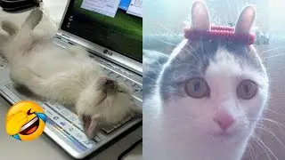 BEST FUNNY CATS COMPILATION 2023 😂| Super Funny Cat Videos  !😸​