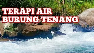 TERAPI AIR MENGALIR Semua Jenis Burung Jadi Gacor & Rajin Bunyi