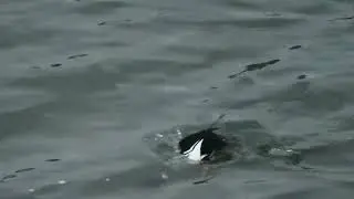 Goldeneye diving thrice