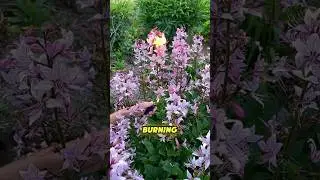 Dictamnus Albus Plant This Flower Can Literally Spark! #DictamnusAlbus #GasPlant #BurningBush