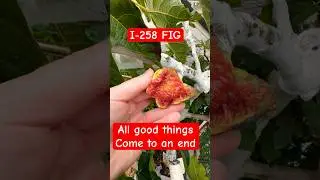 End of fig season starts now I-258