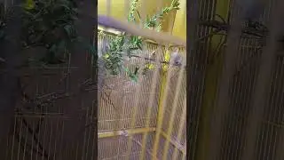 2023 molting season ( Goldfinch Mutation and Waterslaagers Canaries)