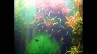 Vietnamesische Kardinalfische haben Nachwuchs